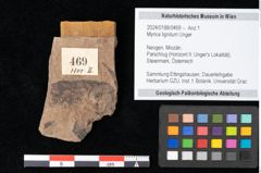 Foto (Objekt + Etikett) von Myrica lignitum Unger (NHMW-GEO-2024-0188-0469)